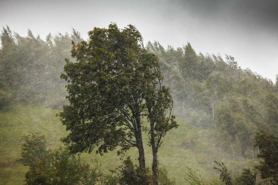Tree in a windstorm