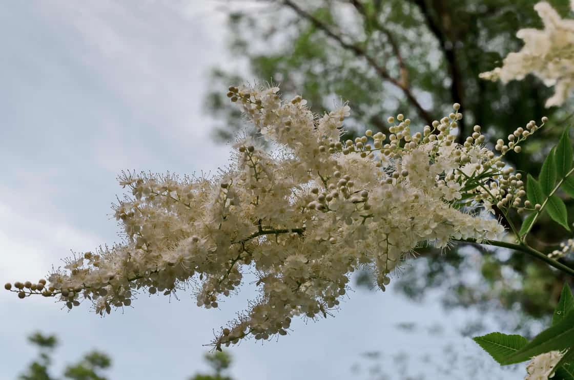 Branch of Japanese tree lilac or Syringa reticulata with white bloom close up in the springtime