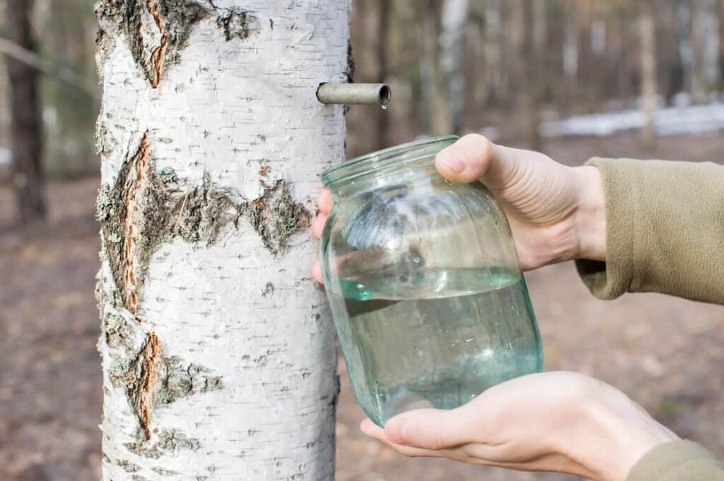 A man collects birch sap in the forest
