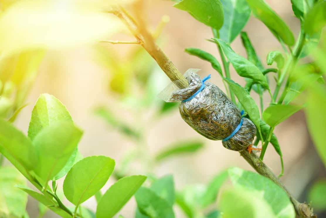 Grafting tree