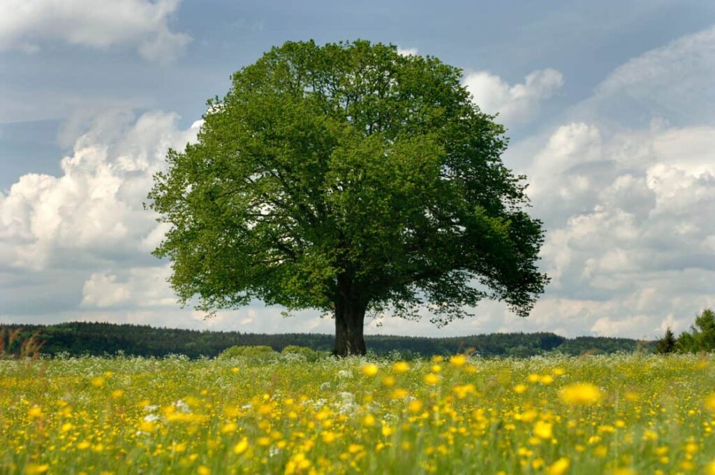 single linden tree in meadow at spring