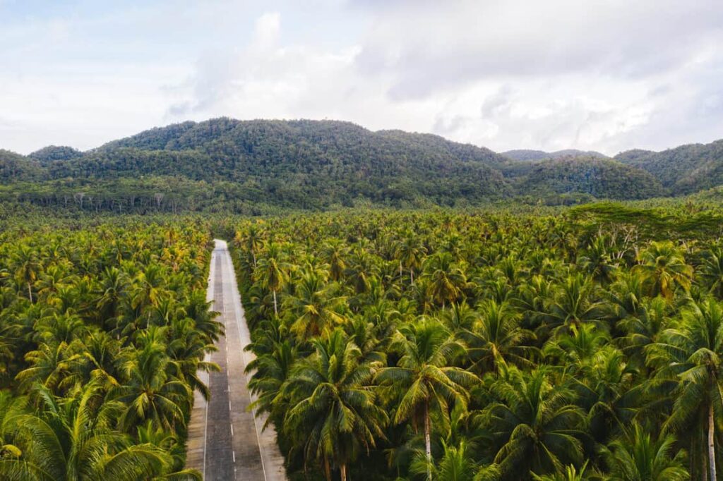 Landscape of green tropical forest with many coconut palm trees - Coconut forest on Siargao Island, Philippines
