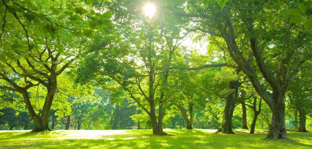 Morning garden trees with branches