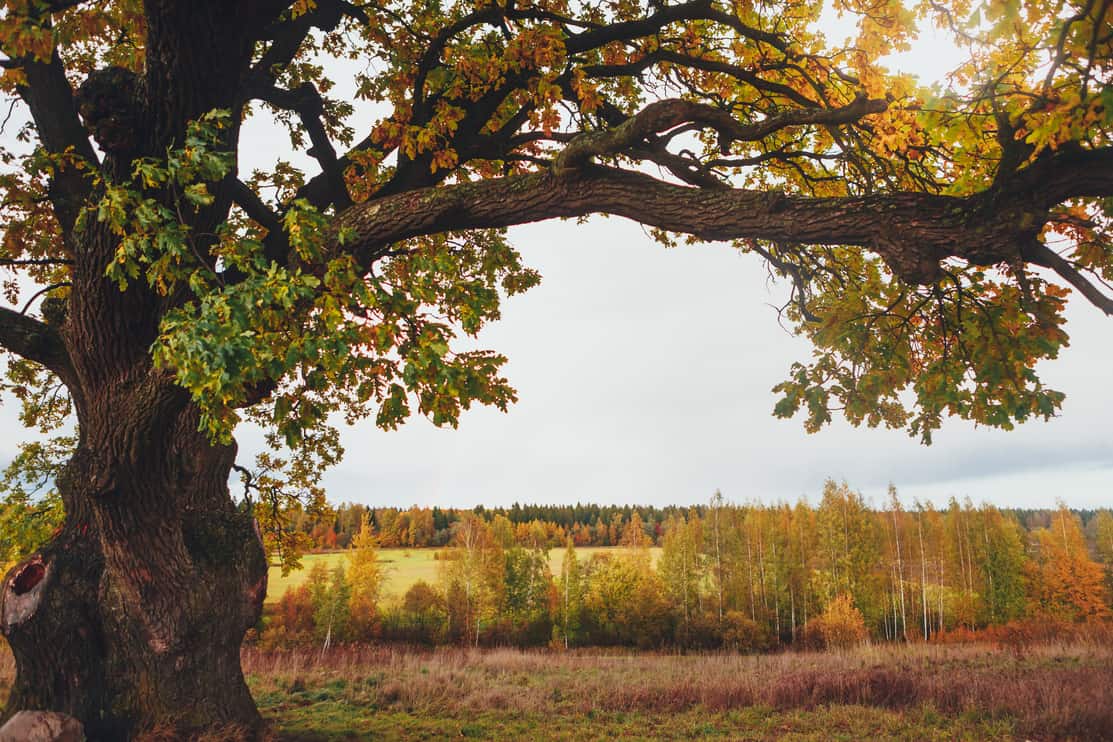 oak tree branch, copy-space background
