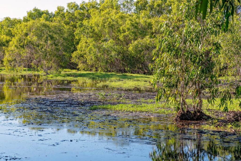 A wetland ecosystem typically flooded by water with abundant bird and fish life