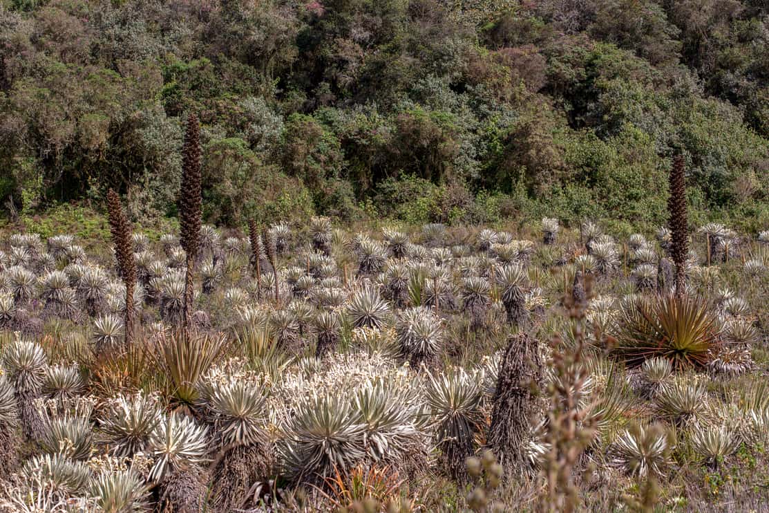 The exotic frailejon valley at the paramo of Teatinos, sorrounding the Laguna Verde, in the highlands of the Andean mountains of central Colombia.