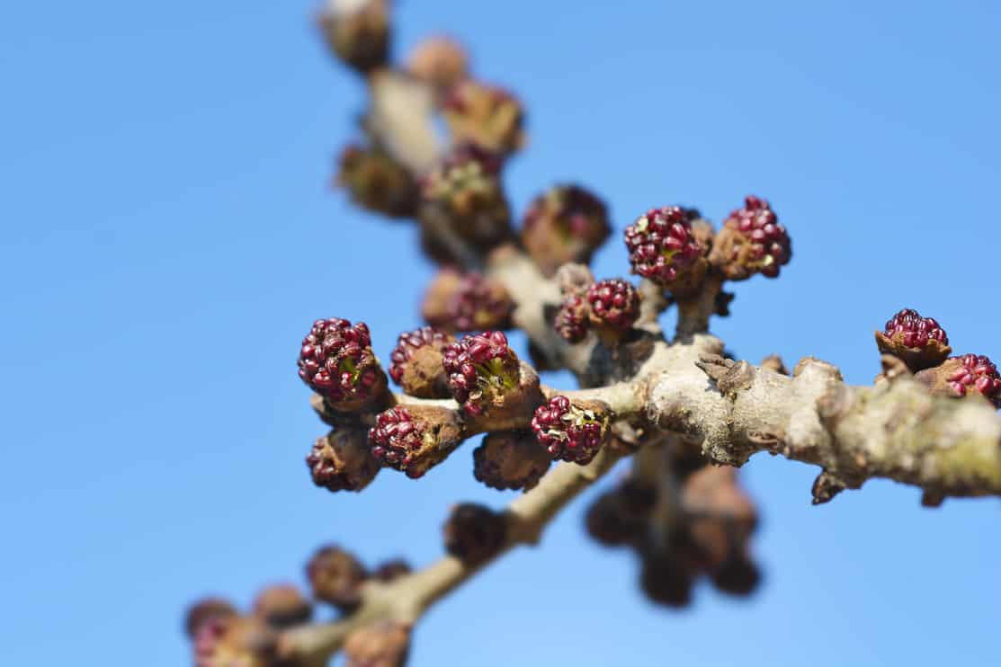 Common ash branch with flower buds - Latin name - Fraxinus excelsior