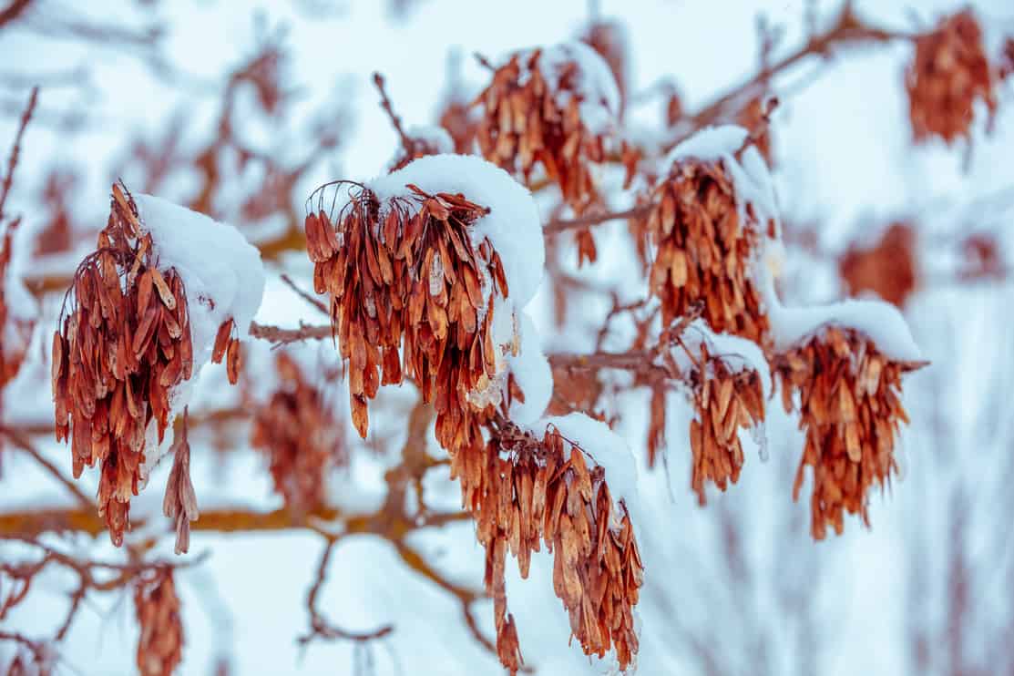 Branches with seeds (helicopter seeds) of Fraxinus excelsior (ash) are covered with snow in winter. Winter nature background.