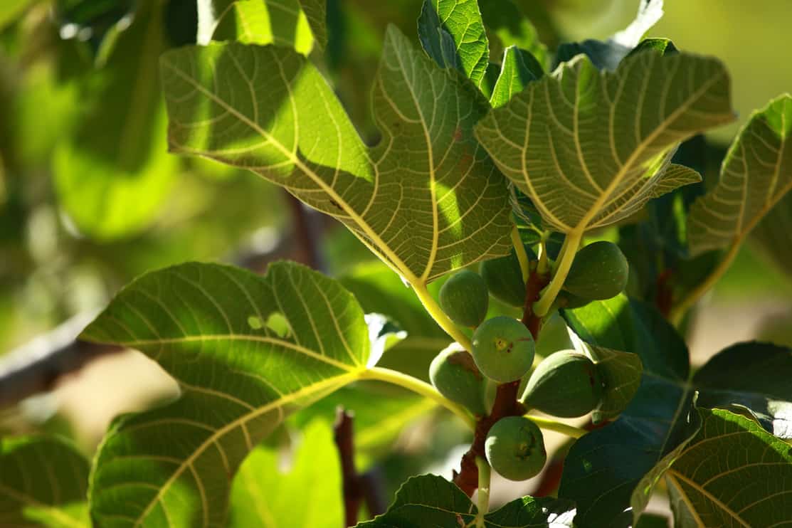 Focus on a fig tree in spring
