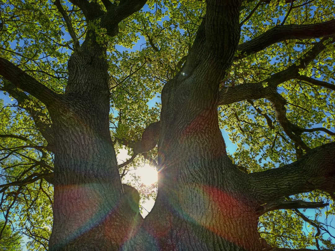 What You Should Do If You Have Vines On Your Oak Tree