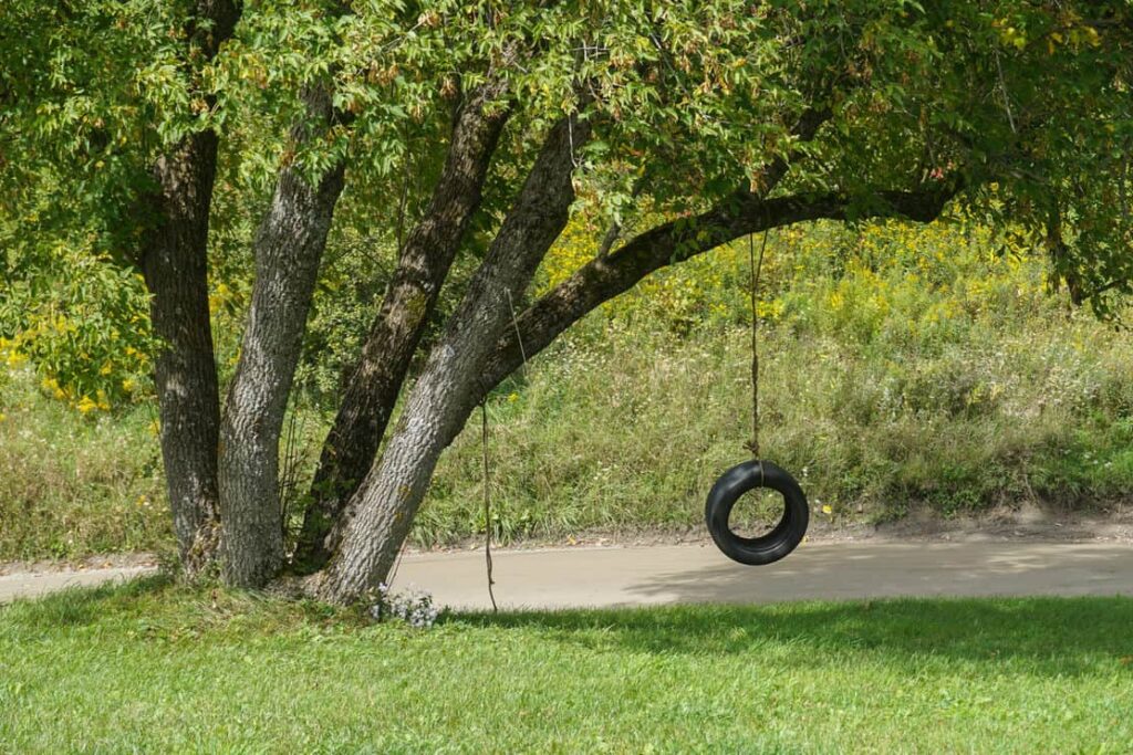 Tire Swing on Oak Tree