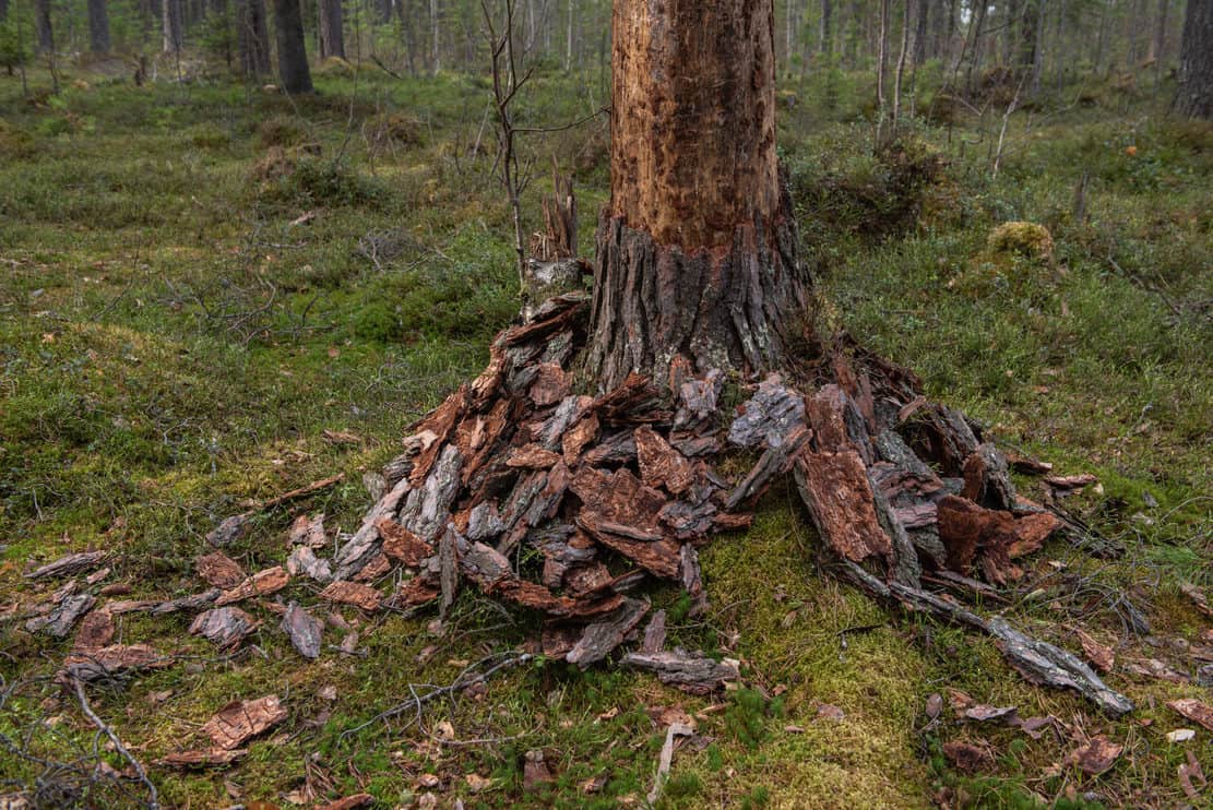 The trunk of a pine tree with a stripped bark in the forest.
