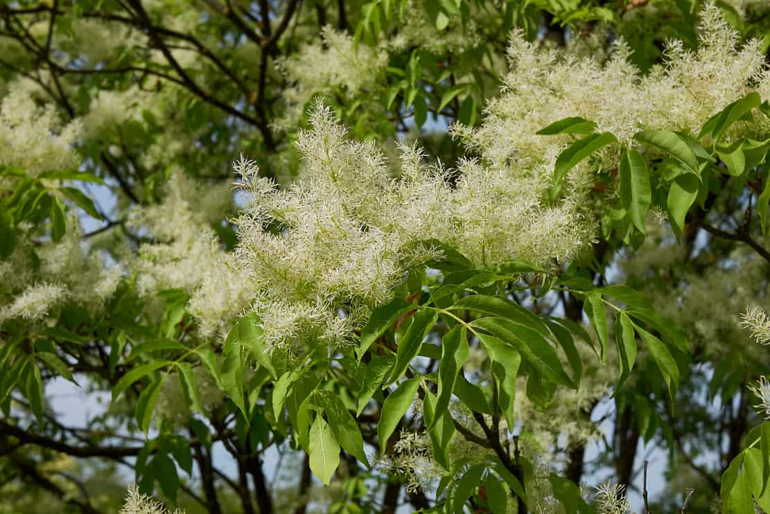 Fragrant yellow flowers of oronus fraxinus tree in bloom outdoor in europe. Oronus is a species of flowering tree in the Oleaceae family in the environment. Flowering inflorescences of uncultivated ornus fraxinus tree in springtime. Blooming ornamental ornate ornate tree in europe outdoor.