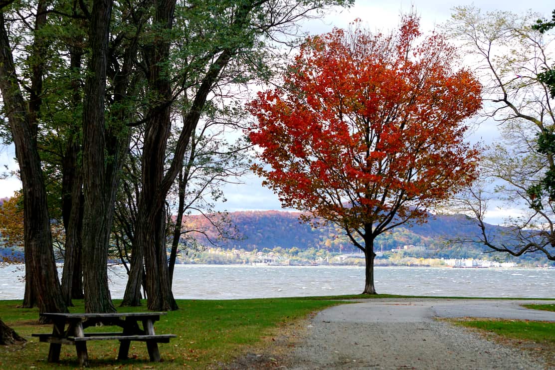 Croton-on-Hudson, New York: A lone red maple (Acer rubrum) -- also known as swamp, water or soft maple -- near a picnic table along the Hudson River in Westchester County.