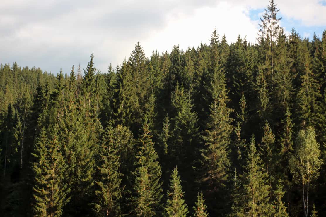 Forest of conifers in the mountains - black spruce trees in the mountains