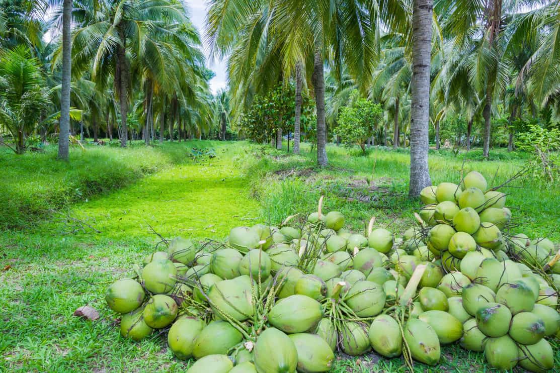 Here's How Far Apart You Should Plant Coconut Trees Tree Journey