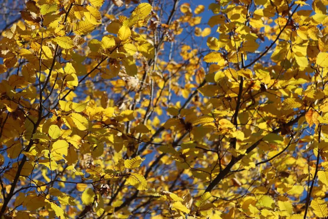 European or common hornbeam with yellow leaves. Carpinus betulus in autumn against blue sky