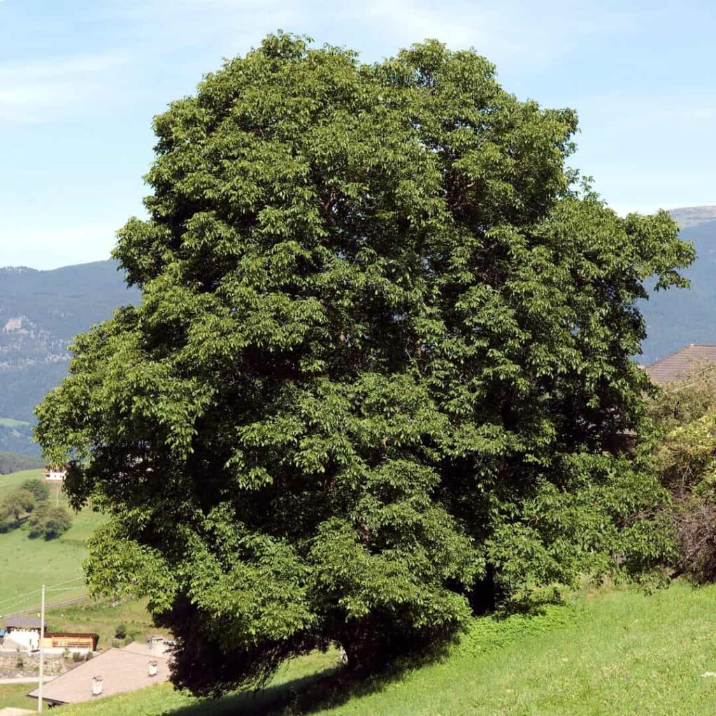 Walnut trees are large, useful trees with large nuts.