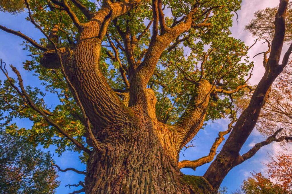 The trunk and branches of old oak tree