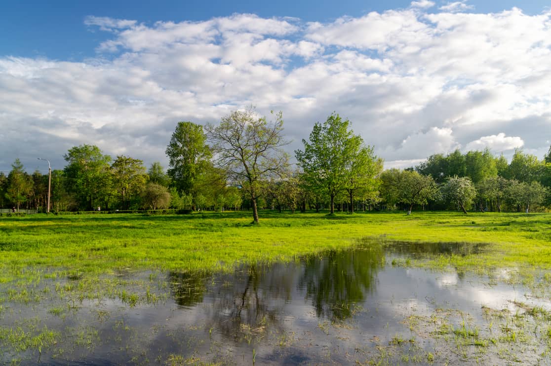 Trees that have adapted to salty conditions and prefer growing in saltwater
