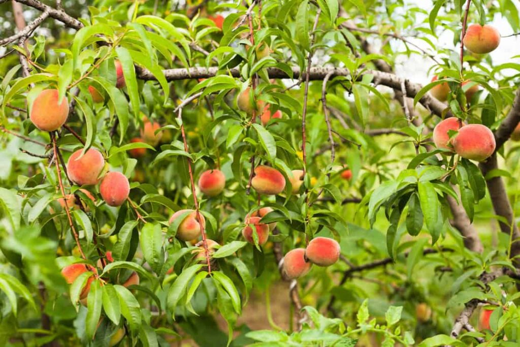 Ripe peaches fruits on a branch in orchard