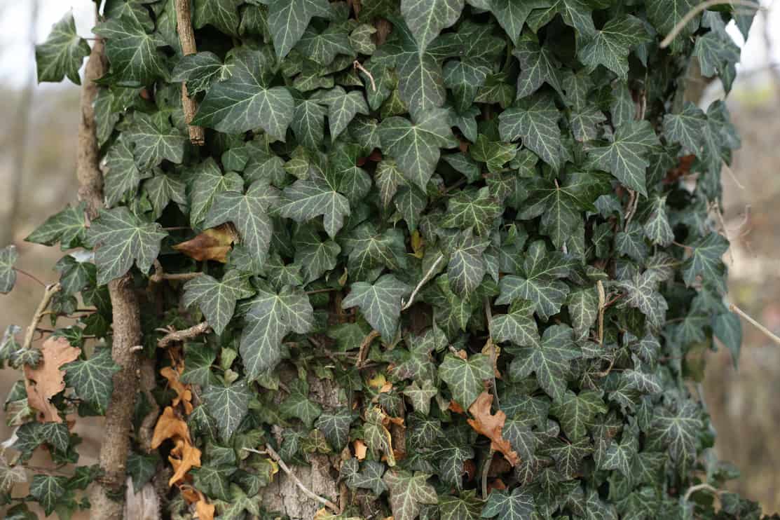 Impact of ivy and vines on your oak tree, ivy growing on oak tree