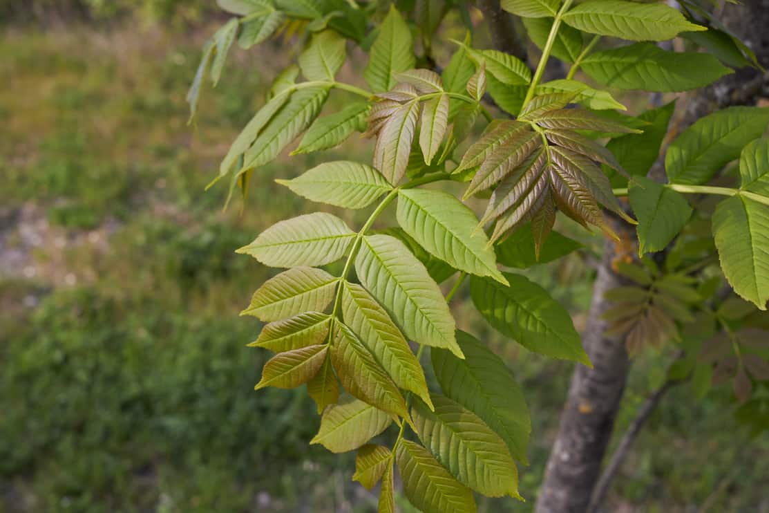 Fraxinus excelsior, ash tree, branch close up