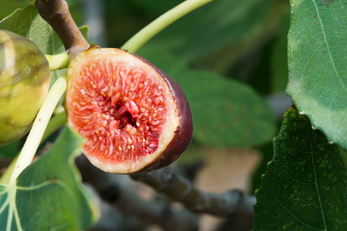 Fig on fig tree between the leaves
