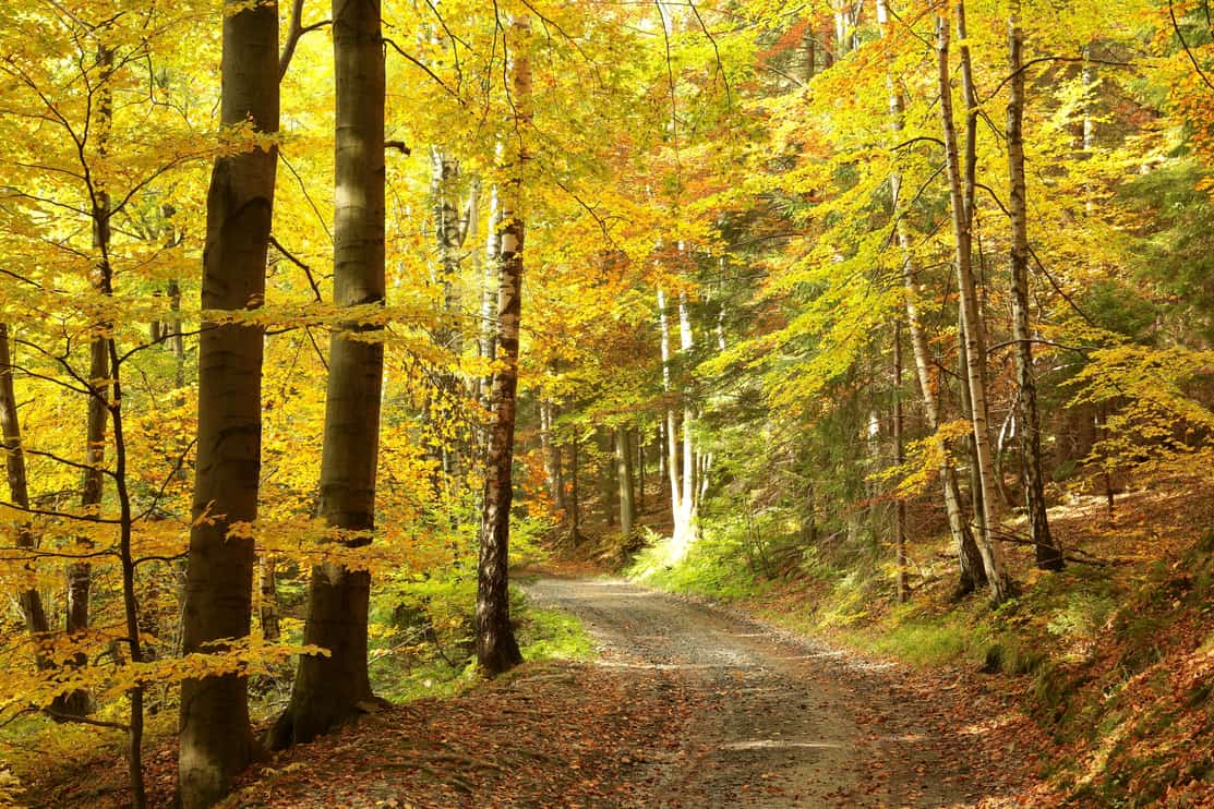 Pathway through the woods on a sunny autumn morning