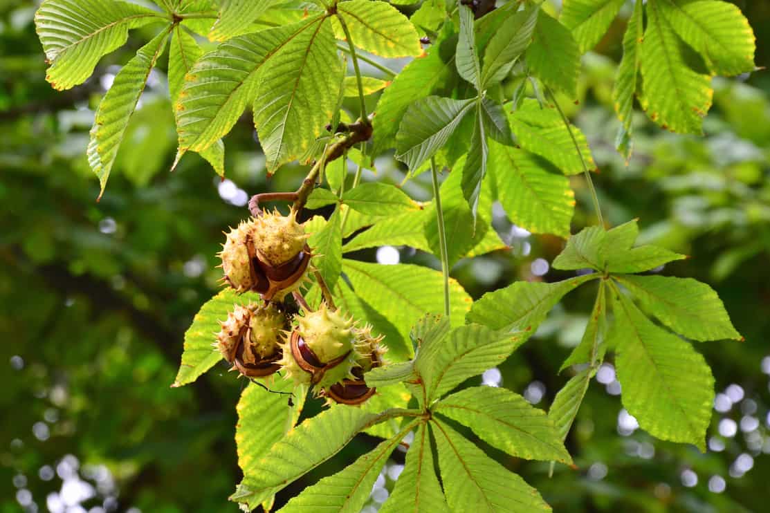 Horse-chestnuts on conker tree branch - Aesculus hippocastanum fruits.