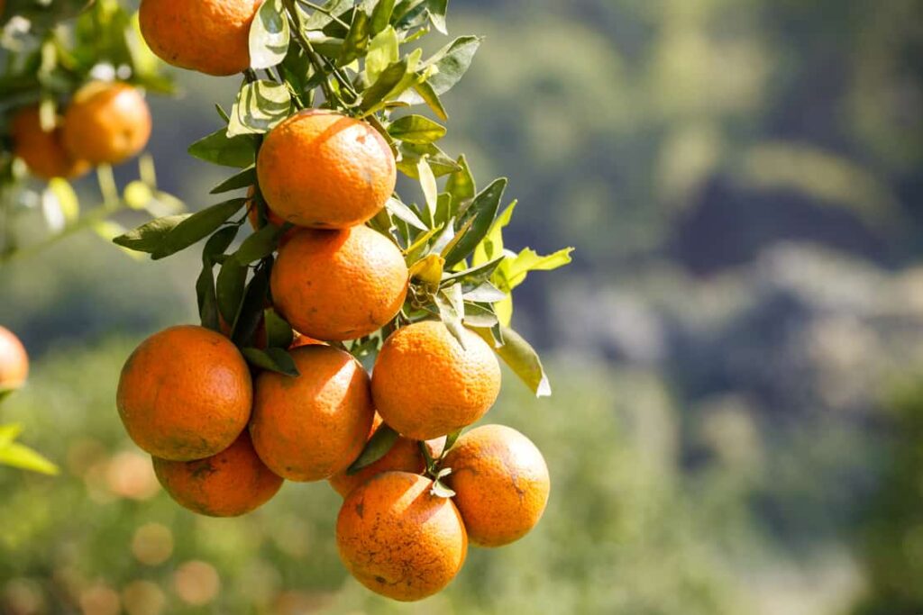 Fresh oranges on orange tree plant, orange trees