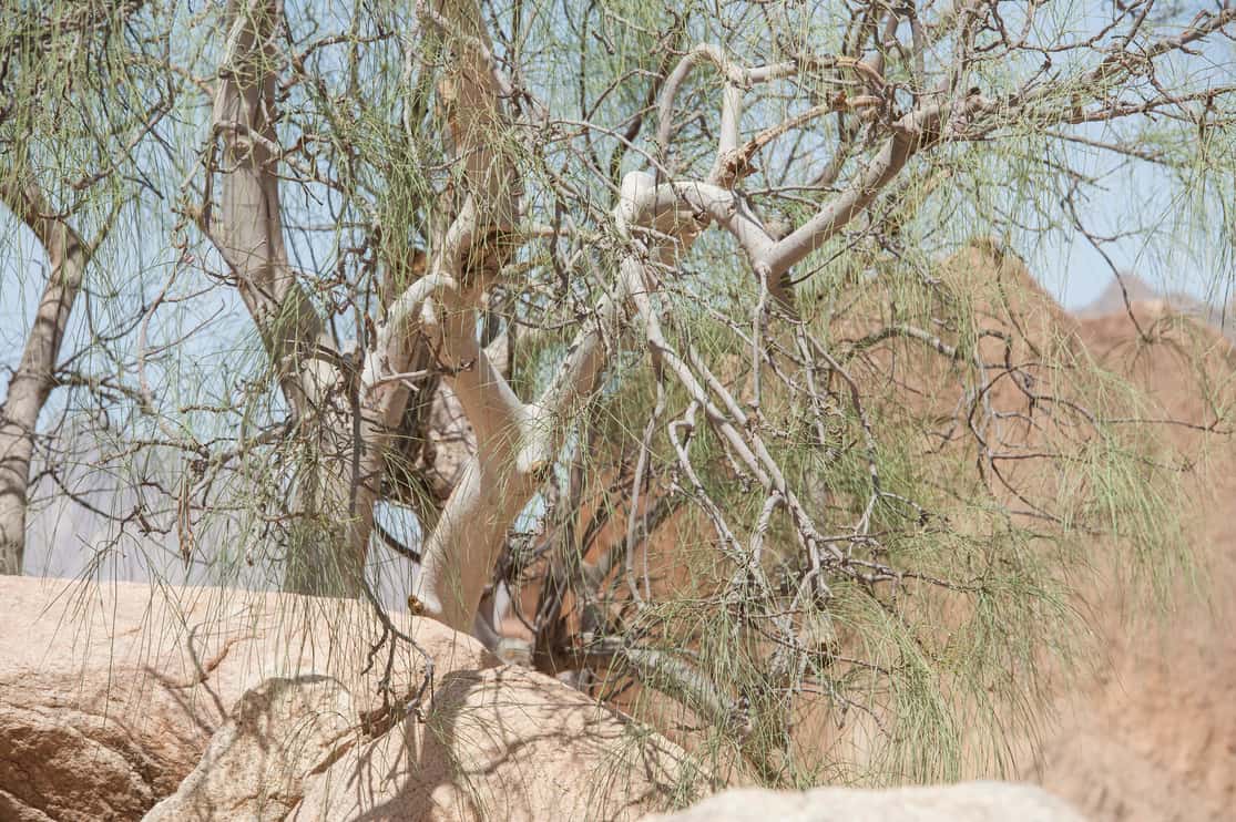 Desert ironwood tree Olneya tesota growing in an arid environment between rocks