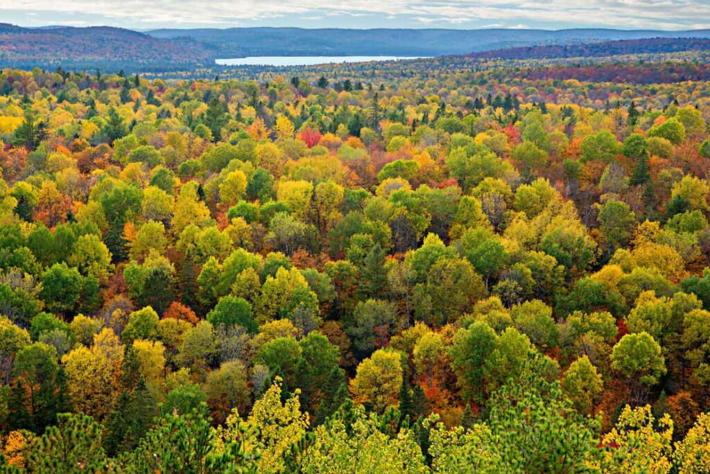 A top view of colourful forest trees and lake in the autumn season.