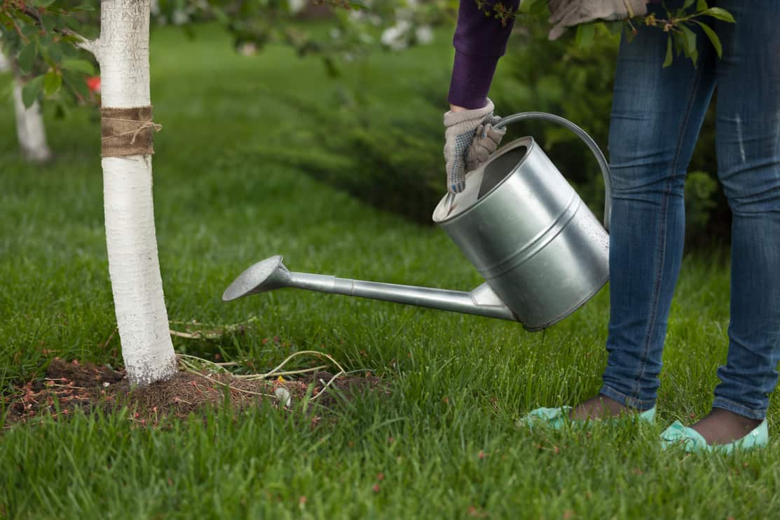 Woman watering a tree with bark