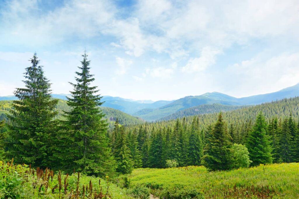 Beautiful pine trees on background high mountains.