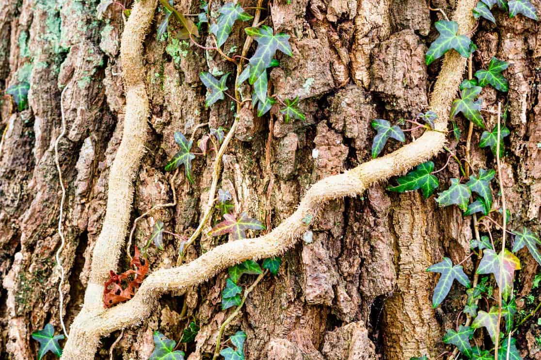 Ivy, Hedera helix or European ivy climbing on rough bark of a tree.