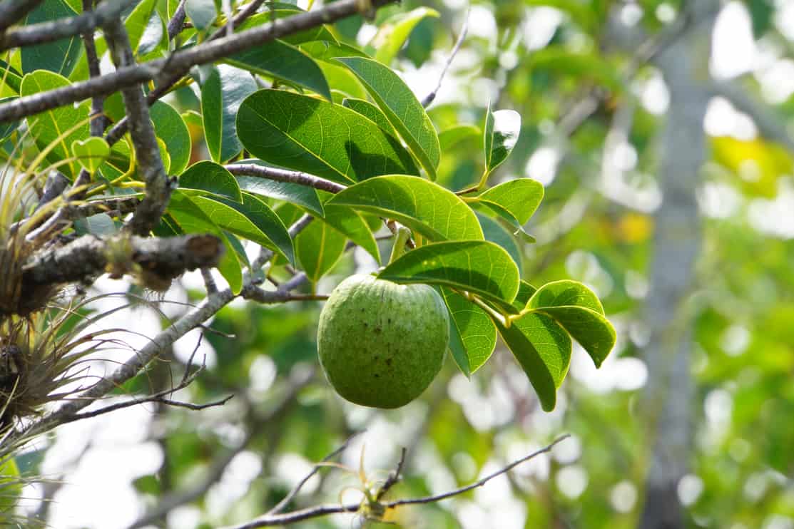 Wasserapfel (Annona glabra), Everglades Nationalpark, Florida, USA