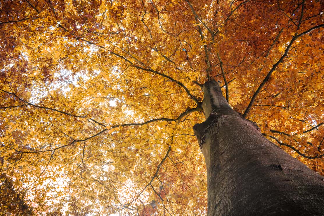 autumn fall tree with orange leaves. can be used for nature, autumn, fall, tree, landscape, environment, forest themes