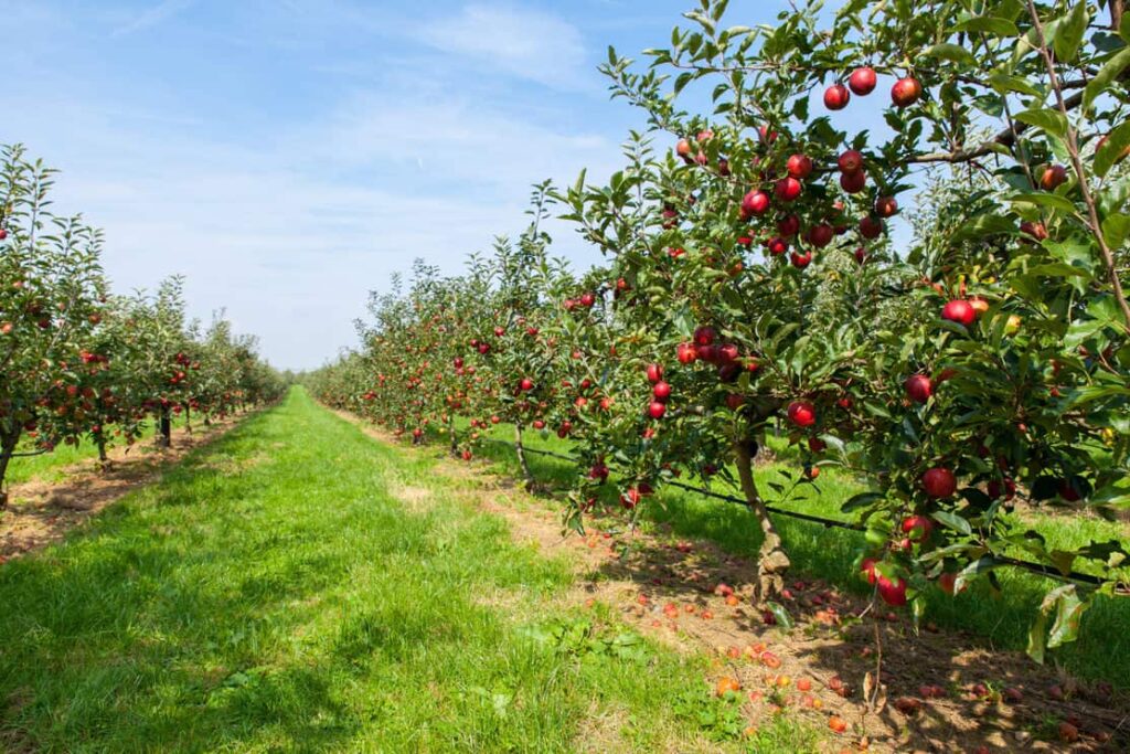 An apple orchard with rows of trees separated by green grass paths and many ripe red apples in the trees.