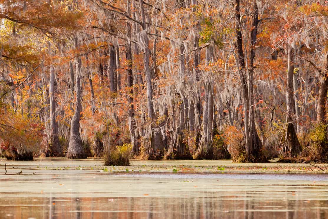 Fall colors of Water Tupelo, Nyssa aquatica, and Cypress tree, Taxodium distichum, in Merchants Millpond State Park, North Carolina, NC, USA