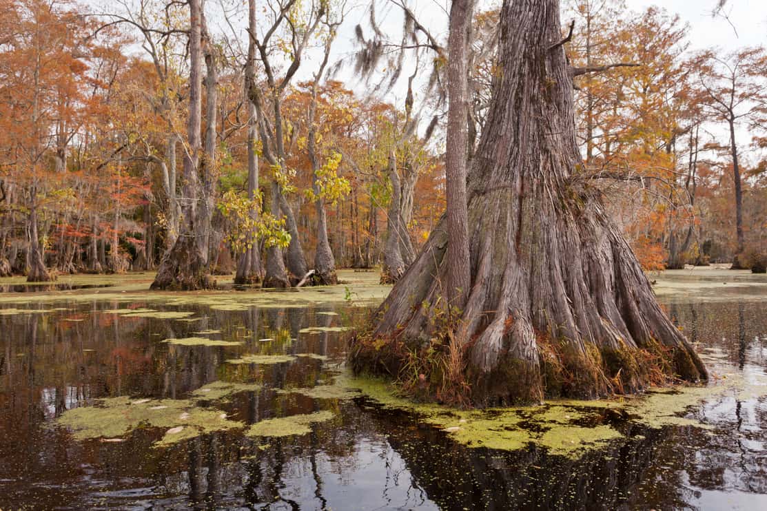 Fall colors of Water Tupelo, Nyssa aquatica, and Cypress tree, Taxodium distichum, in Merchants Millpond State Park, North Carolina, NC, USA