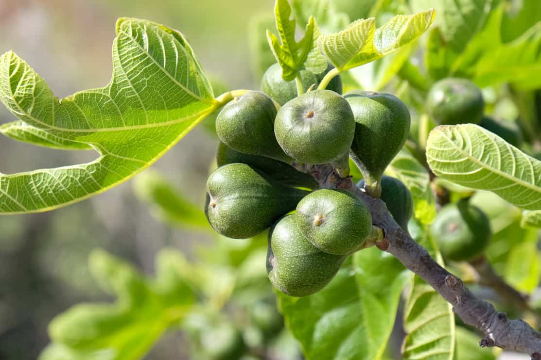 Figs on the branch of a fig tree