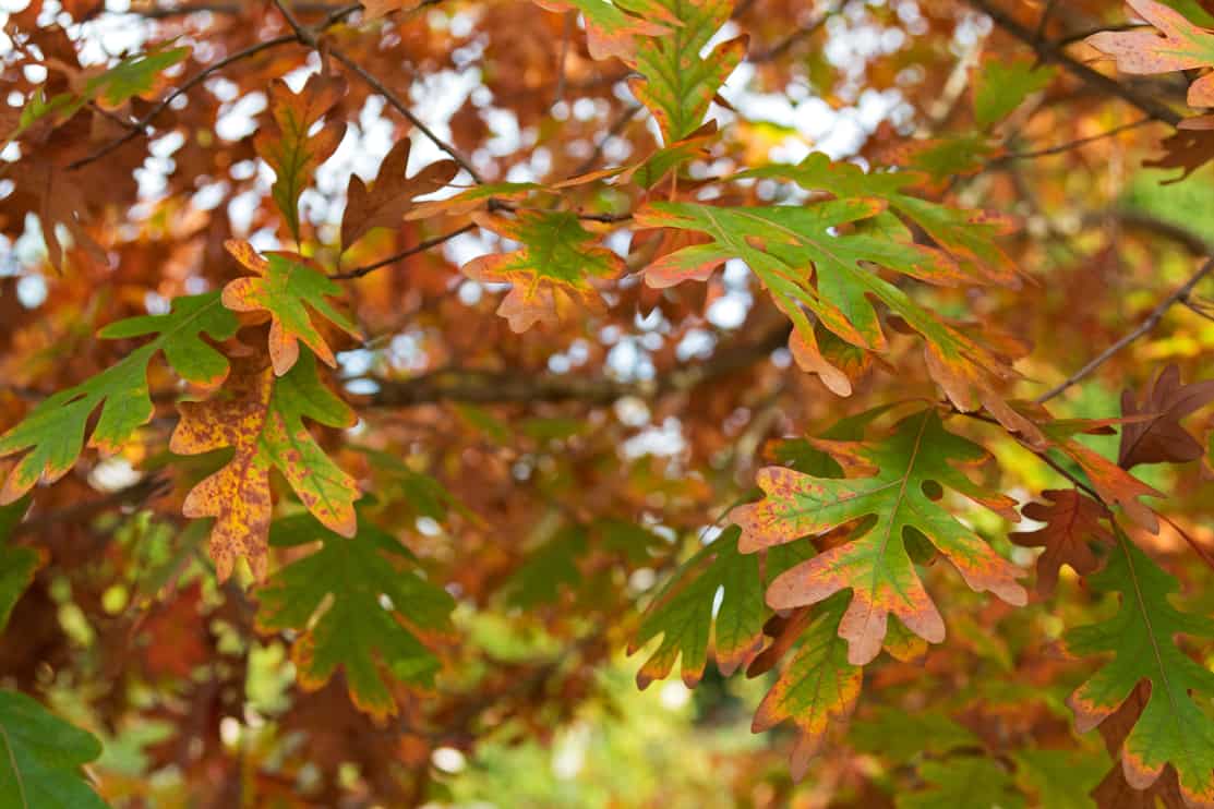 Closeup of White Oak trees leaves turning into Autumn yellow shade in Coonawarra during fall season in South Australia