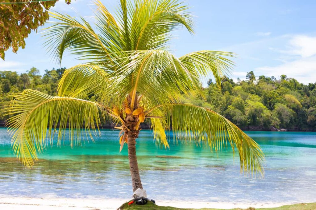 coconut trees in central florida