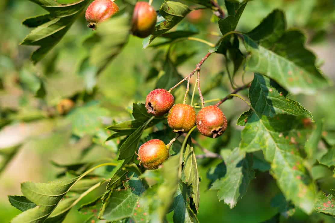 Ripe cockspur hawthorn in autumn