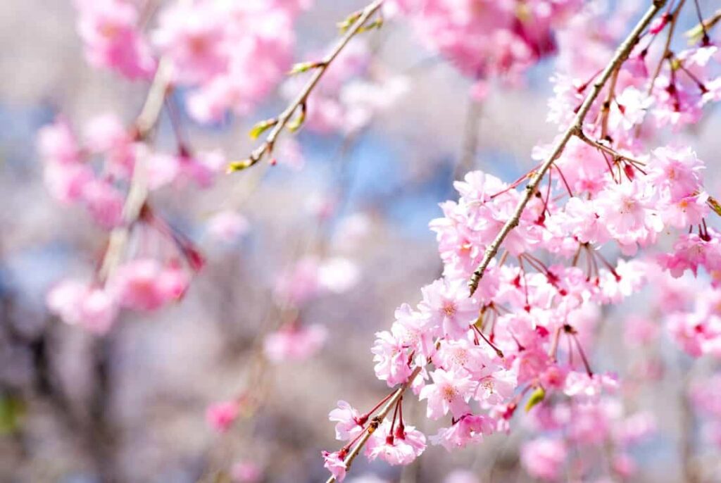 Pink drooping cherry blossoms called Yae-beni-shidare bloom