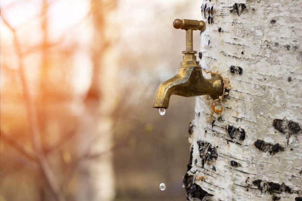 Birch sap from a tapped tree
