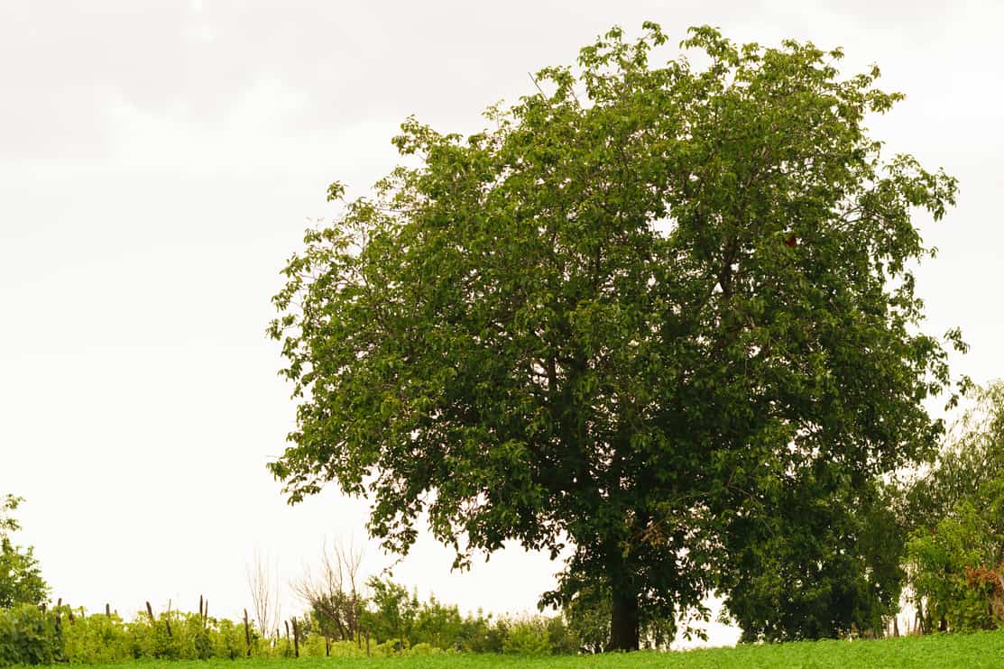 big walnut tree with green leaves and clear sky background