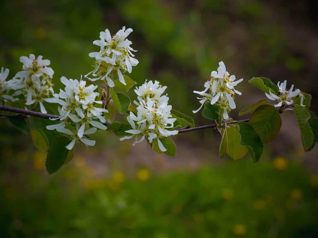 Amelanchier canadensis tree in bloom in the garden. Canadian serviceberry, juneberry