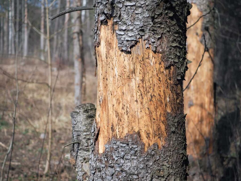 Trunk of pine tree with peeled bark